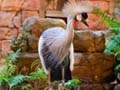 Animal Kingdom Park - Flights of Wonder